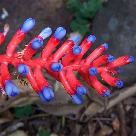 An Inflorescence Of The Bromeliad Species Aechmea Apocalyptica At The