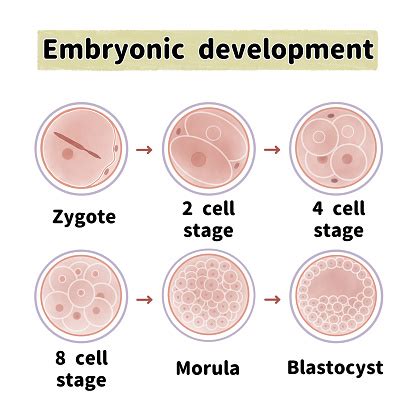 The Process Of Zygote Cell Division In The Early Stages Of Development ...