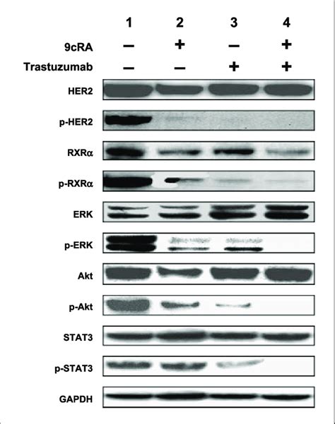 Inhibition Of Phosphorylation Of Her Rxra Erk Akt And Stat