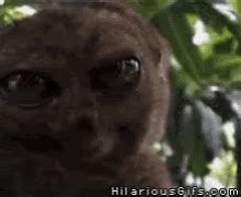 Tarsier GIFs | Tenor