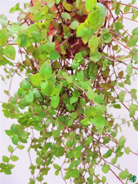 Buy Turtle Vine Callisia Repens Online Peppyflora®