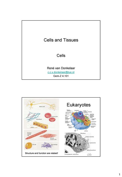 Cel en Weefsel dia 2 Cellen Cells and Tissues Cells René van