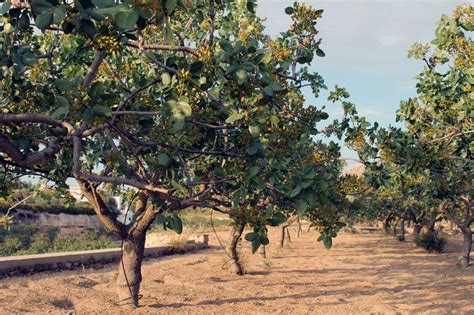 Kiedy I Jak Sadzi Pistacje