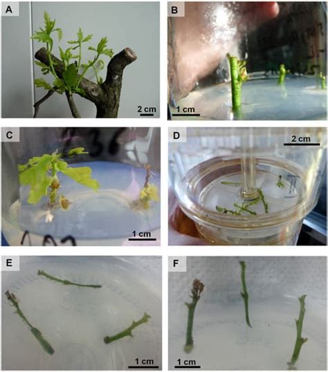 Successful In Vitro Shoot Multiplication Of Quercus Robur L Trees Aged