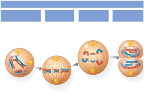 Meiosis And Sexual Life Cycles Flashcards Quizlet