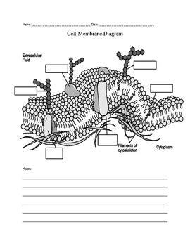 Membrane Definition Structure Functions Britannica Block Diagram Explanation