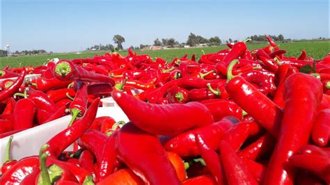 Awesome Red Chili Pepper Cultivation And Harvest Step By Step Operations Planting And