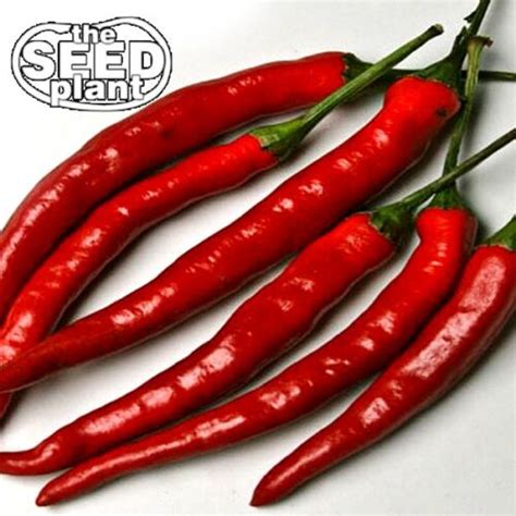 Cayenne Long Slim Pepper Seeds 100 Seeds Non Gmo Ebay