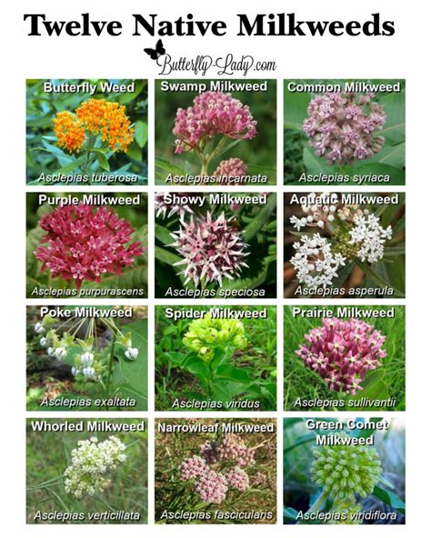 Planting Milkweed In The Fall Butterfly Lady