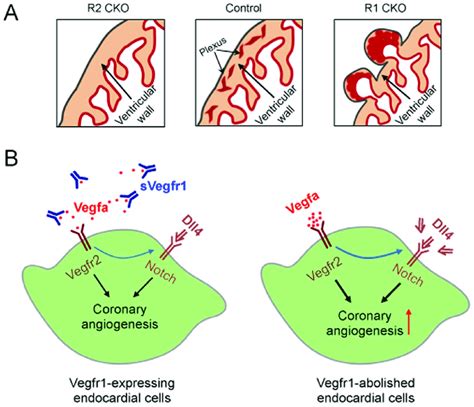 Working Model Shows The Vegf Notch Signaling In The Ventricular