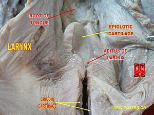 Laryngeal Inlet