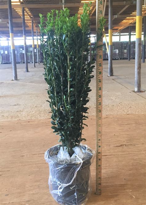 pencil shrub 6