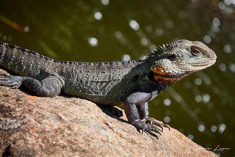 Lizards Of Australia 2 - Steve Lees Photography