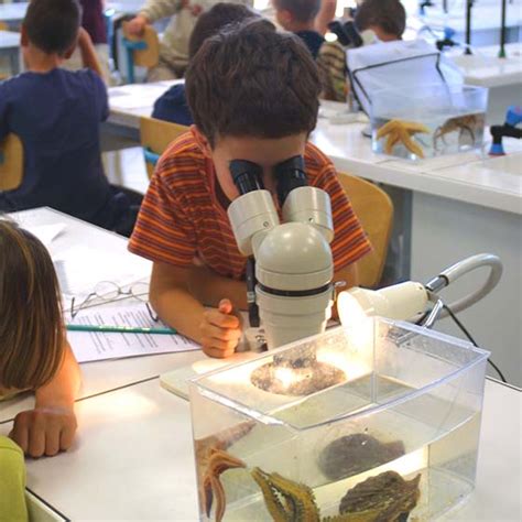 Activit S P Dagogiques Sorties Scolaires Aquarium La Rochelle