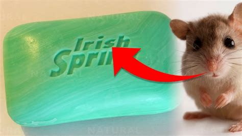 This Surprising Hack Will Keep Mice Away For Good Youtube