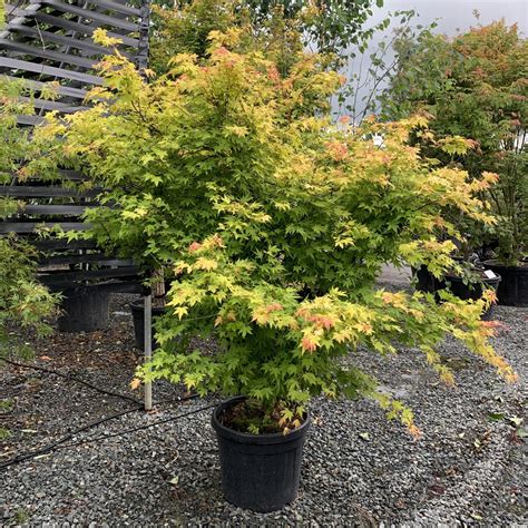 Buy Acer Palmatum Orange Dream Architectural Plants