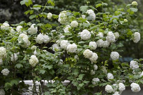 Sneeuwbal Snoeien Wanneer En Hoe Snoei Je Je Viburnum Gardeners World