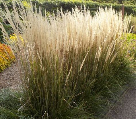 G Calamagrostis ‘karl Foerster’