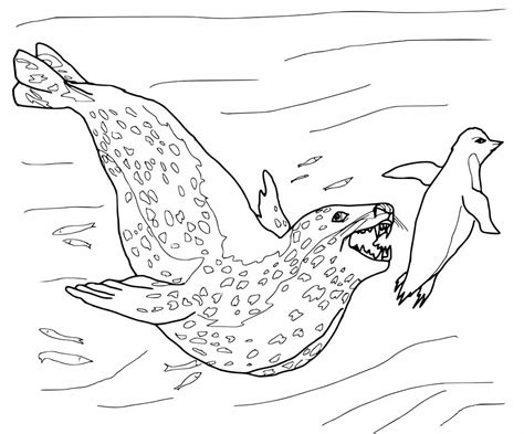 Leopard Seal Drawing at GetDrawings | Free download