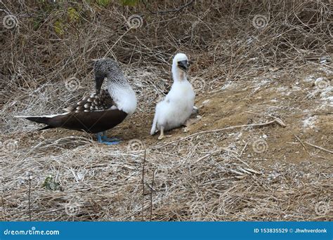 A Blue Footed Booby Sula Nebouxii Sitting On A Nest Made Out Of Poo