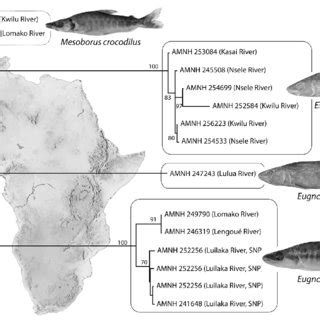 Eugnathichthys Species Relationships Indices At Nodes Indicate LR ELW