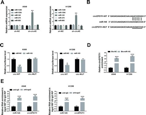 Circepsti Acts As The Sponge Of Mir In Nsclc Cells A The