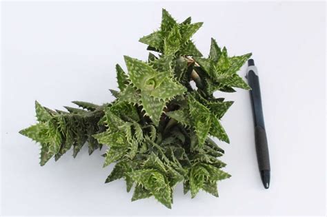 Aloe squarrosa – Flora United International