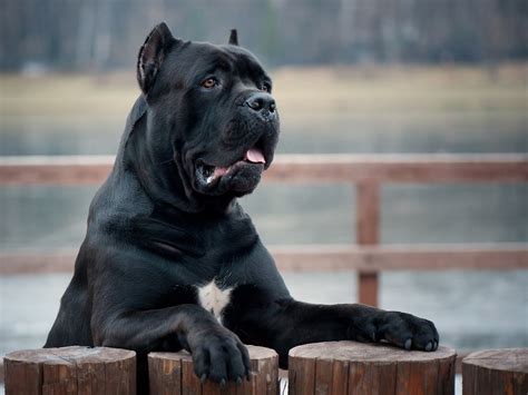 Conheça 15 raças de cachorro preto (com fotos)