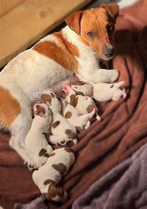 Registered Short Jack Russell Terriers Jordans Shorty Jacks