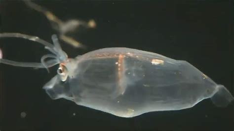 可爱到爆的海洋生物 小猪章鱼 动物视频 搜狐视频