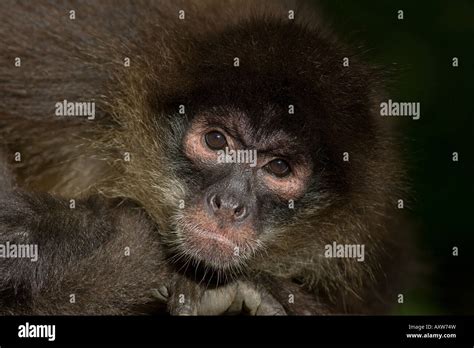 Geoffroy S Spider Monkey Ateles Geoffroyi Portrait Stock Photo Alamy