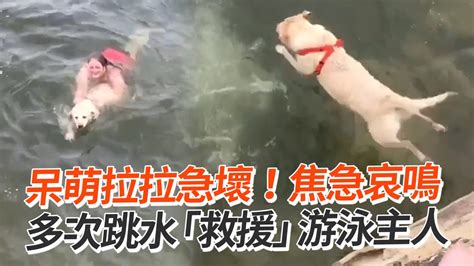 主人游泳中🏊🏻拉拉誤會急「跳水救援」｜寵物｜搞笑｜拉布拉多｜精選影片 Youtube