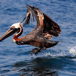 Pelecanidae | WikiAves - A Enciclopédia das Aves do Brasil