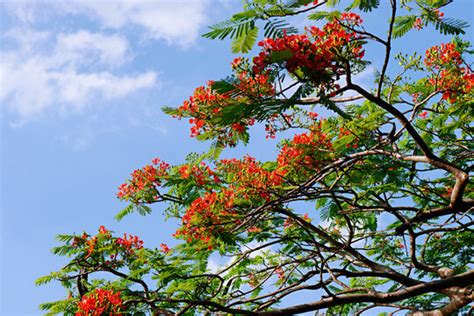 Blue Flamboyant Tree