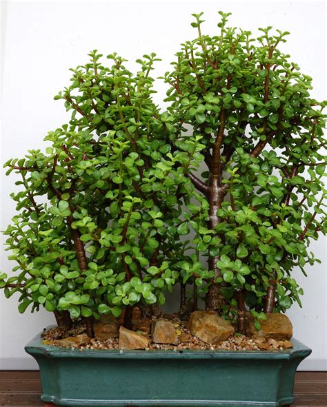 Portulacaria Afra Forest Bonsai 45cm Jade Bonsai Succulent Bonsai