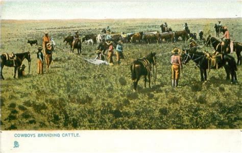 branding cattle | Postcard History