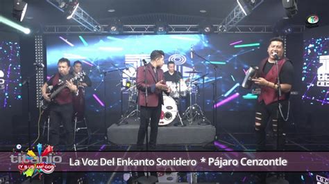 La Voz Del Enkanto Sonidero Pájaro Cenzontle Youtube