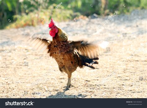 Blurred Rooster Cock Wing Flutter Motion Stock Photo 1041493942 | Shutterstock