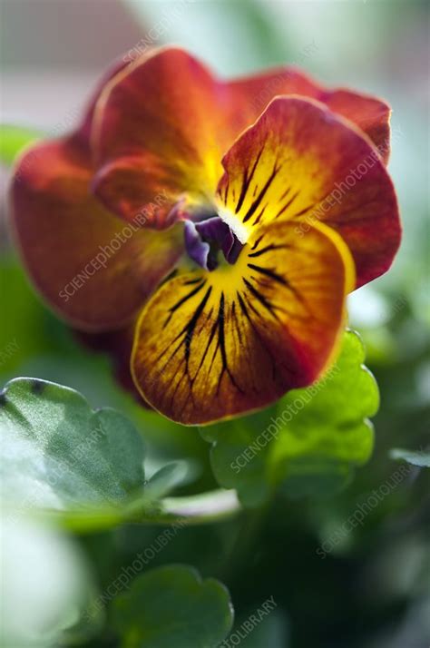 Pansy Viola X Wittrockiana Stock Image C0076254 Science Photo