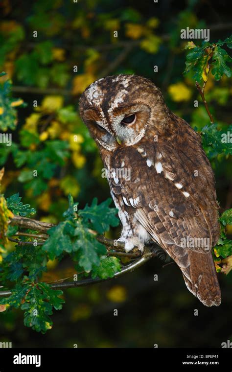 Tawny Owl Strix Aluco Perched On Oak Branch Stock Photo Alamy