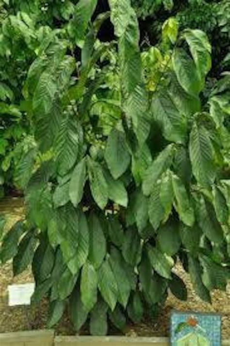 6 Paw Paw Tree Cuttings Grow Your Own Trees Easy Etsy