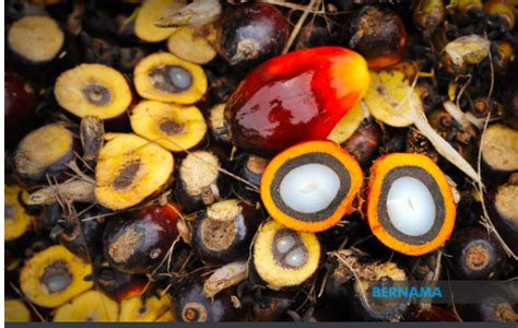 Laman Web Rasmi Kpk Sawit Cpo Price Peaks Into Malaysias Palm Oil