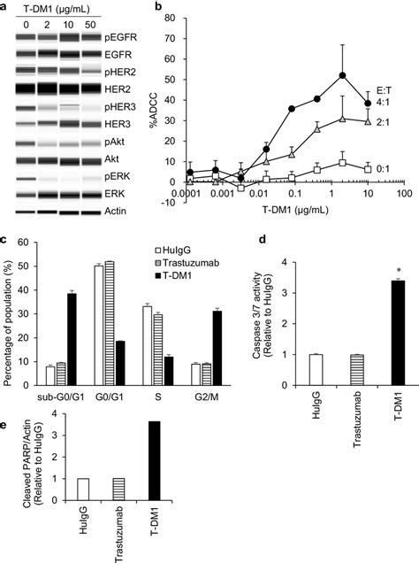 Mechanism of action of T-DM1 in a BTC cell line. a Phosphorylation ...