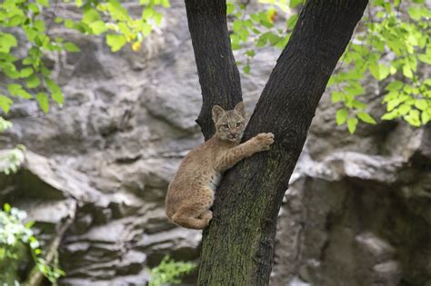 Three new Canada lynx cubs born during quarantine make public debut at Queens Zoo | amNewYork