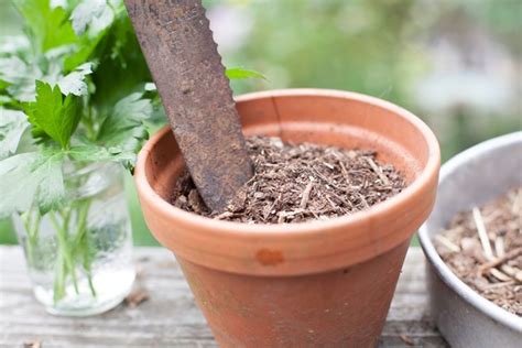 How to Grow Parsley From Cuttings | Hunker