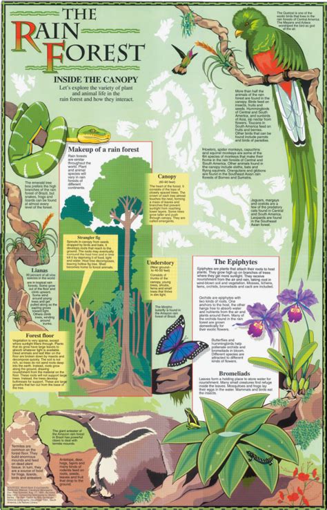 Inside the Rainforest Canopy Poster | Rainforest Alliance