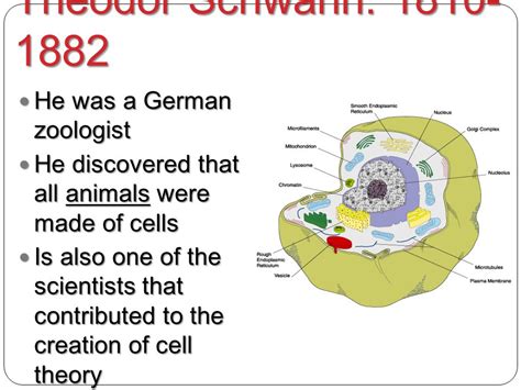 Theodor Schwann Cell Theory