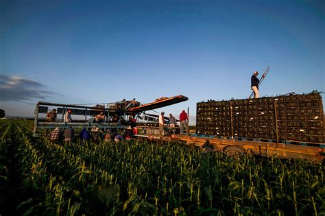 Its Back Olathe Sweet Corn Hits Shelves As Summers Harvest Beckons