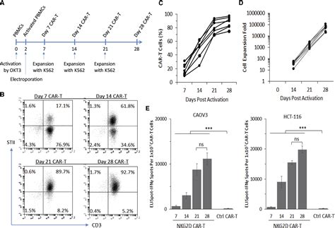 Manufacturing Nkg2d Car T Cells With Piggybac Transposon Vectors And