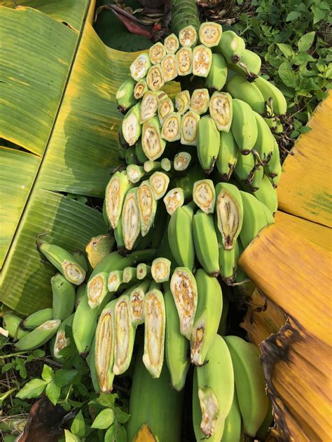 Bananas With Fusarium Wilt Image Eurekalert Science News Releases